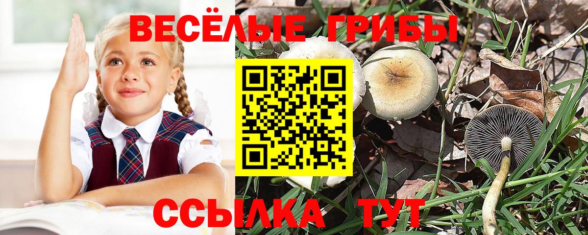 Псилоцибиновые грибы Psilocybe Кинель